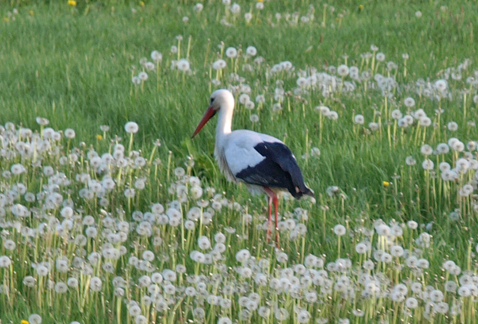 Storch am Weg