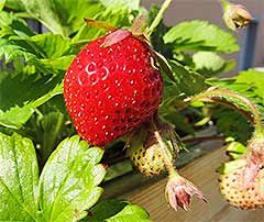 Beim Wegmacher in Bertoldsheim