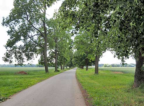 Lange LIndenalleen in Veltrusy