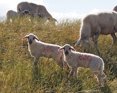 Neugierige Jungschafe