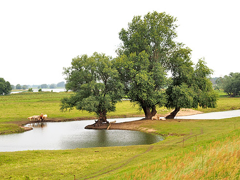 Idyllische Weiden an der Elbe