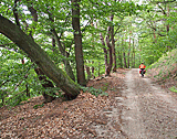 Idyllischer Waldweg