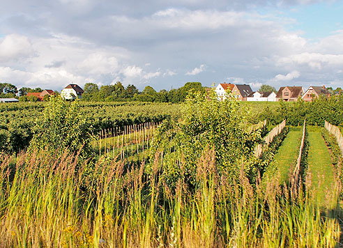 Elberadweg:  Obst, Obst, Obst .... im Alten Land