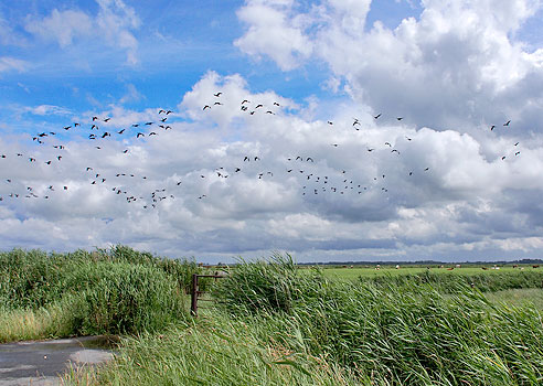 Vogelparadies im Marschland