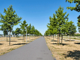 Radweg auf der neuen Allee