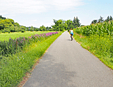 Radweg bei Gauernitz