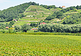 Weinberge vor Meißen