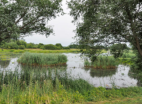 Auengebiet an der schwarzen Elster