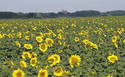 Sonnenblumen vor Dommitsch