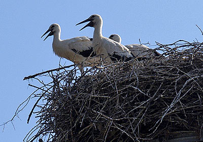 Störche in Döbern