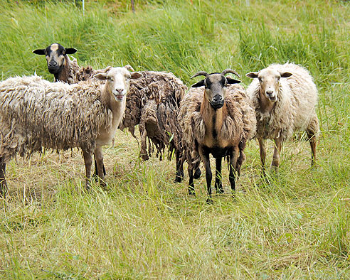 Altarm der Elbe bei Klöden