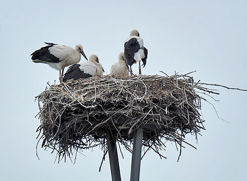 Storchennest bei Gallin