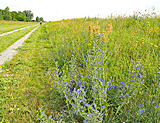 Radweg am Hochwasserdamm