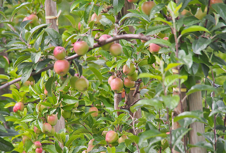 Knackige Äpfel im Alten Land