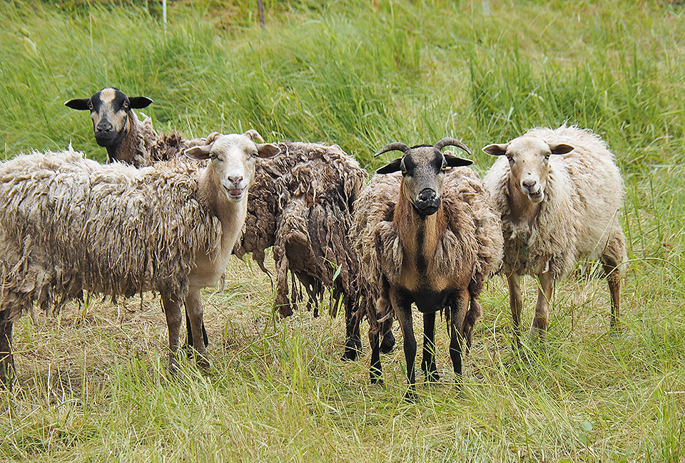 Schafweiden mit neugierigen Schafen