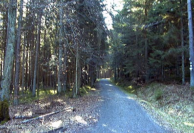 Weg im Wald