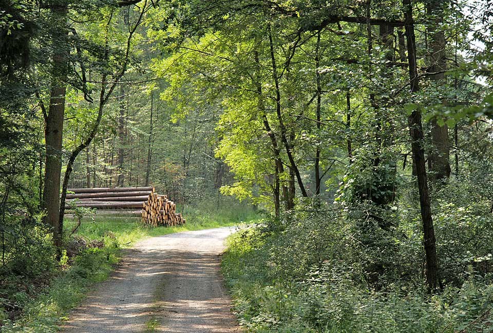 Waldweg nach Bronnholzheim
