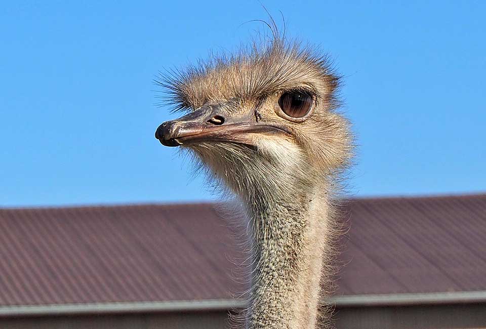 Schöner Radweg nach Insingen