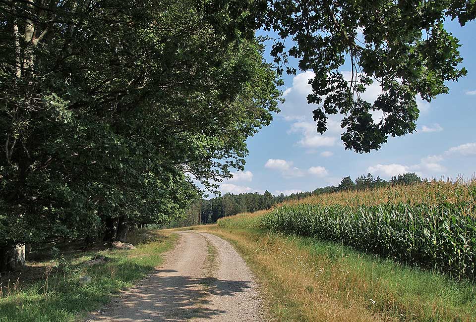 Entlang von Wald und Feldern