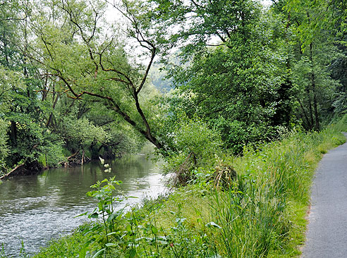 Radweg durch Auwald