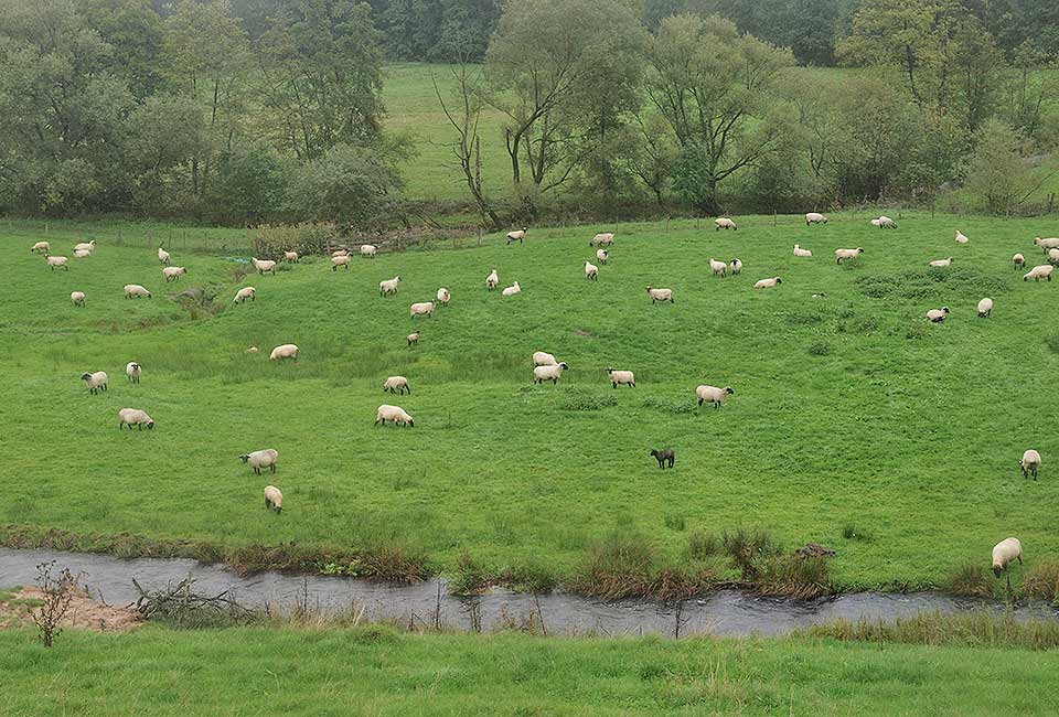 Schafweiden im Fuldatal