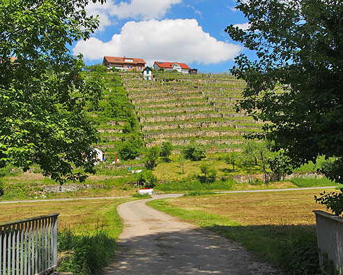 Weinberge im Glemstal