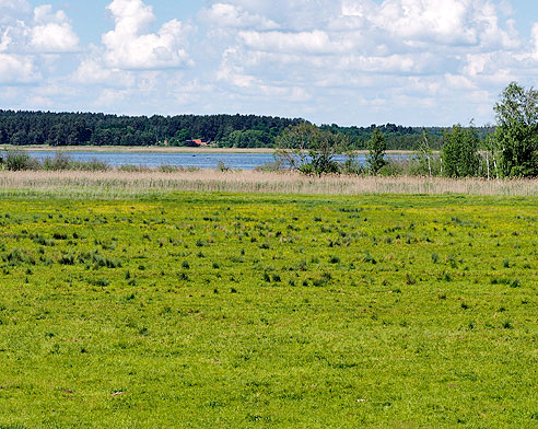 Feuchtgebiet im Nationalpark