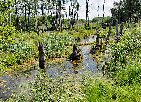 Feuchtgebiet im Nationalpark