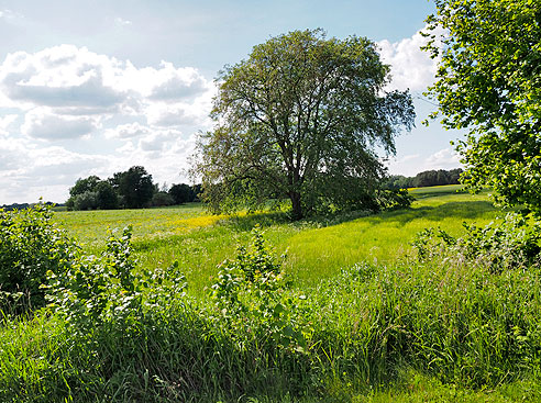 Schöne Landschaft