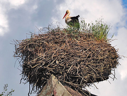 Storchennest in Groß Quassow 