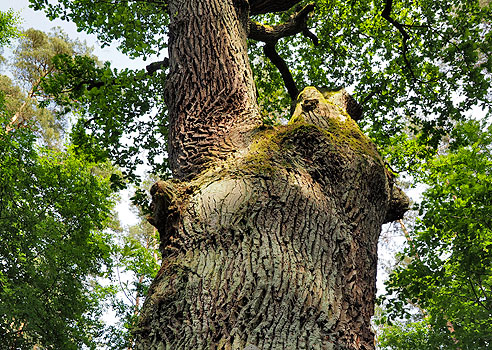 Alte Eiche "Großmutter"