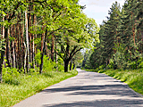 Radweg durch den Wald