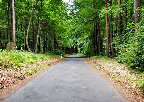 Radweg durch den Wald