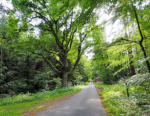 Wald mit altem Baumbestand