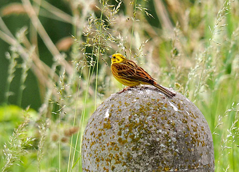 Farbenfroher Zaungast