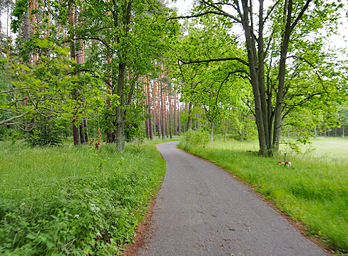 Schöner Waldweg