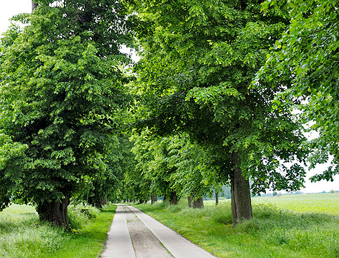 Radweg auf der Allee