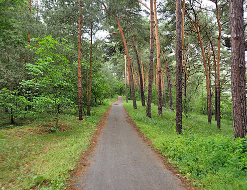 Radweg im Wald