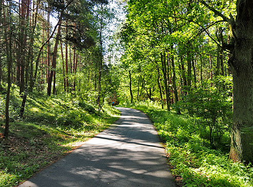 Radweg durch den Wald