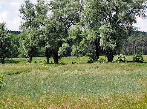 Landschaft bei Rehberg