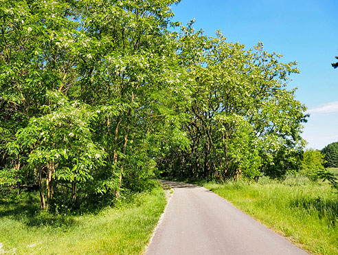 Schöne Waldetappe