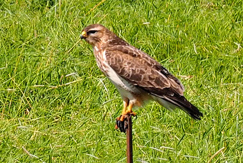 Raubvögel arten auf Beute