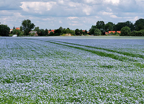 Blühender Lein