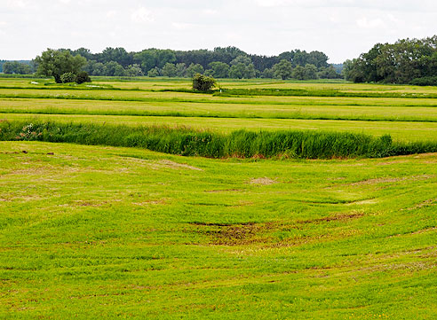 Wiesenlandschaft