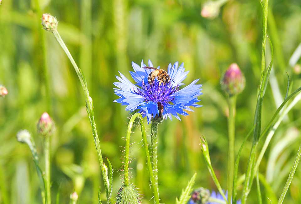 Gemeine Kornblume