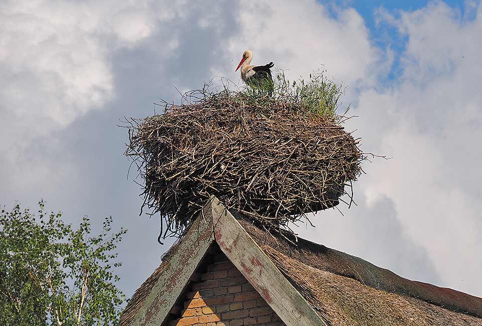 Storchennest in Groß Quassow