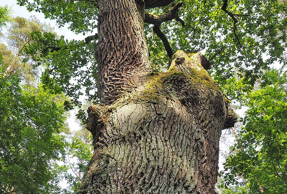 Die alte Eiche Großmutter