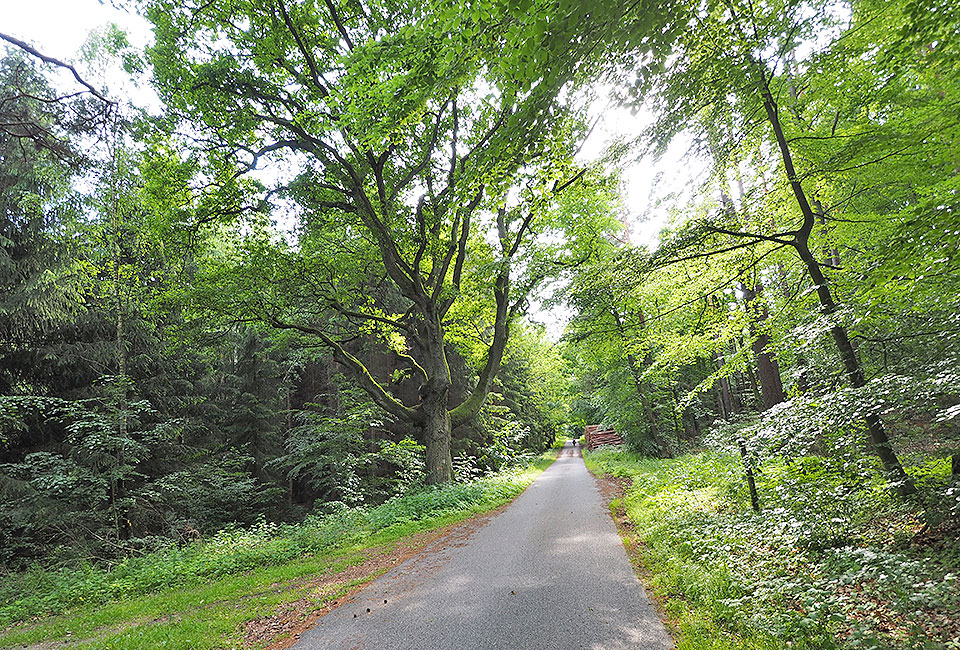 Wald mit altem Baumbestand