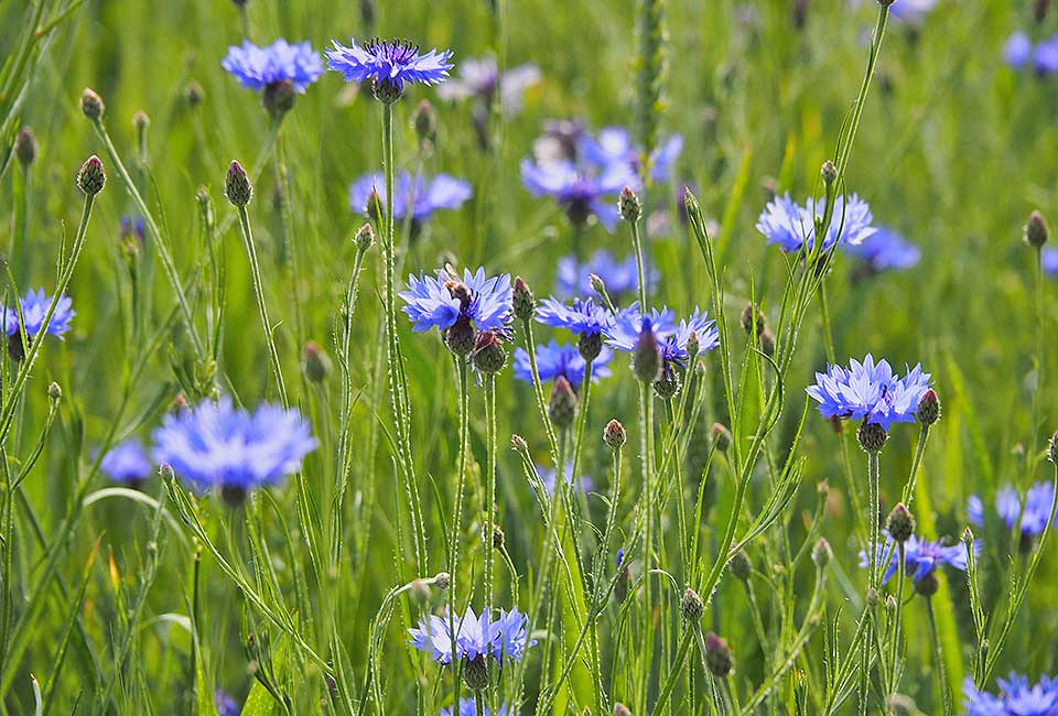 Kornblumen in den ausgedehnten Felder Kornblumen in den ausgedehnten Felder