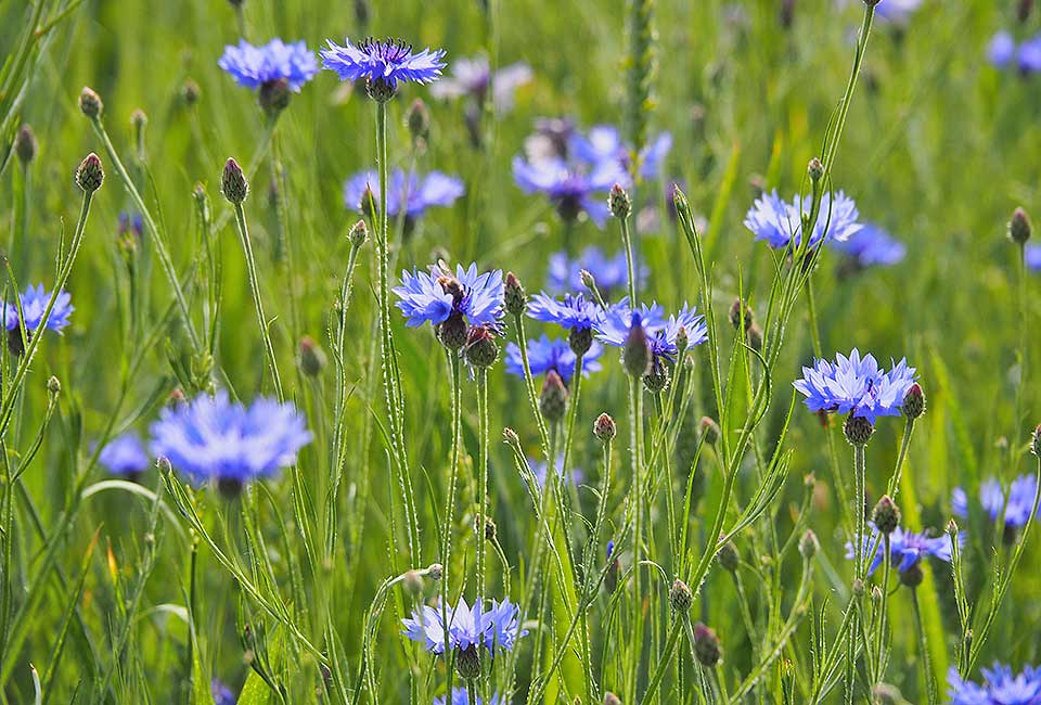 Kornblumen in den ausgedehnten Felder